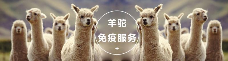 羊驼免疫.jpg
